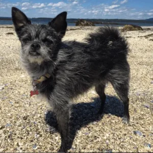 Affenhuahua- ThePetWorld