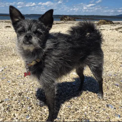 Affenhuahua- ThePetWorld