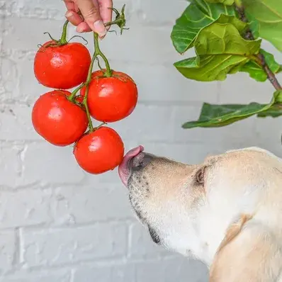 Can Dogs Eat Tomatoes - ThePetWorld