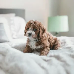 Cavapoo - ThePetWorld