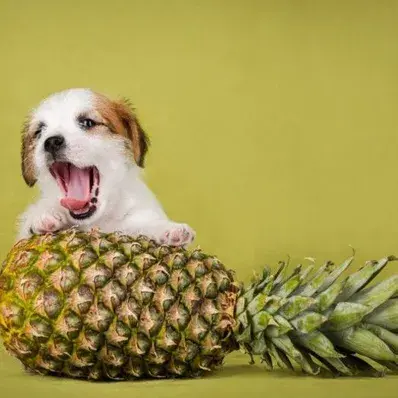 Can Dogs Eat Pineapple -ThePetWorld