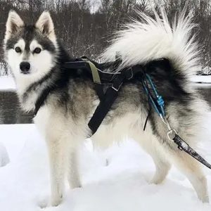 Alaskan-Klee-Kai-ThePetWorld