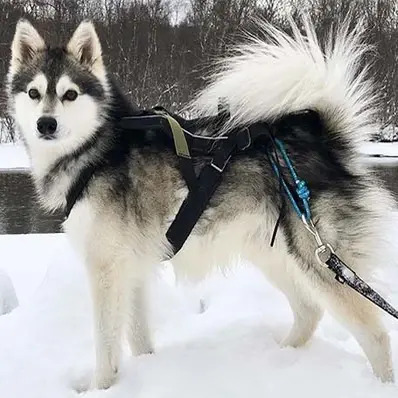 Alaskan-Klee-Kai-ThePetWorld