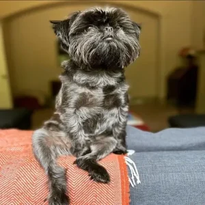 Affenpinscher- ThePetWorld