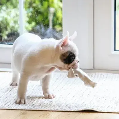 How to House Train a Dog - ThePetWorld