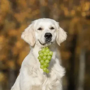Can Dogs Eat Grapes - ThePetWorld