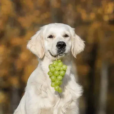 Can Dogs Eat Grapes - ThePetWorld