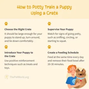 How To Potty Train A Puppy - ThePetWorld