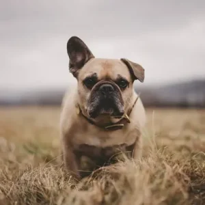 French Bulldog - ThePetWorld