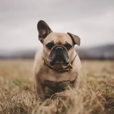 French Bulldog - ThePetWorld