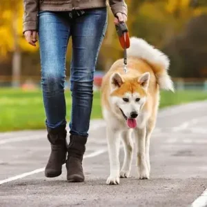 How to Leash Train a Dog - ThePetWorld