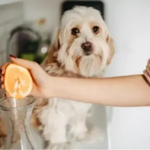 Can dogs eat oranges - ThePetWorld