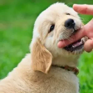 How to Train a Dog Not to Bite - ThePetWorld