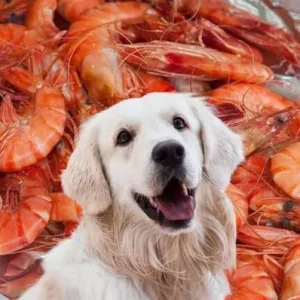 Can Dogs Eat Shrimp - ThePetWorld