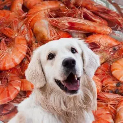 Can Dogs Eat Shrimp - ThePetWorld