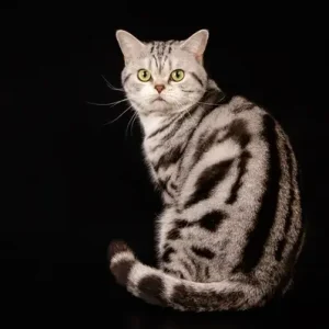 American Shorthair - ThePetWorld