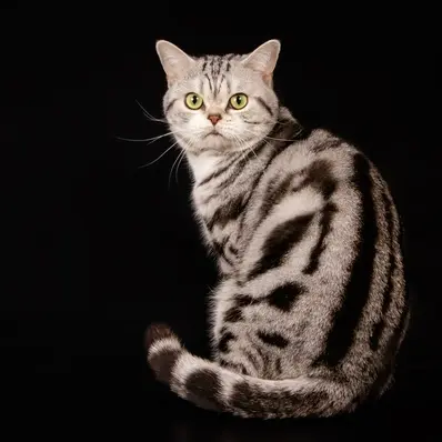 American Shorthair - ThePetWorld