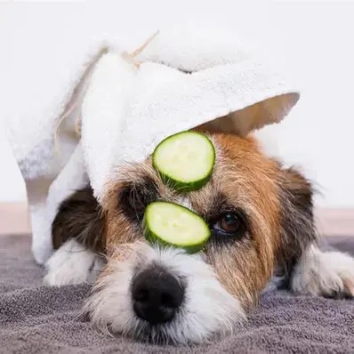 Can Dogs Eat Cucumbers - ThePetWorld