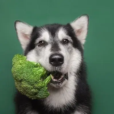 Can dogs eat broccoli - ThePetWorld