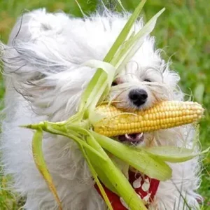 Can Dogs Eat Corn - ThePetWorld