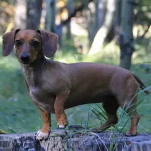 Dachshund - ThePetWorld