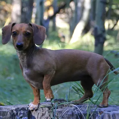 Dachshund - ThePetWorld