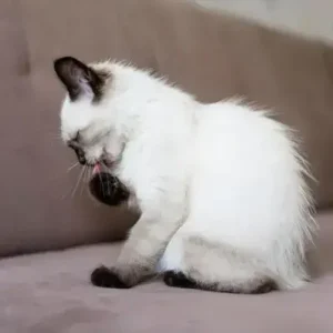 Cat Acne -ThePetWorld