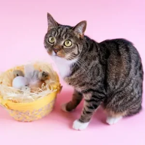 Can Cats Eat Eggs- ThePetWorld