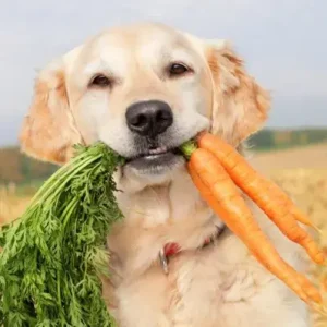 Can Dogs Eat Carrots- ThePetWorld