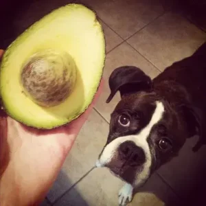 Can dogs eat Avocado- ThePetWorld
