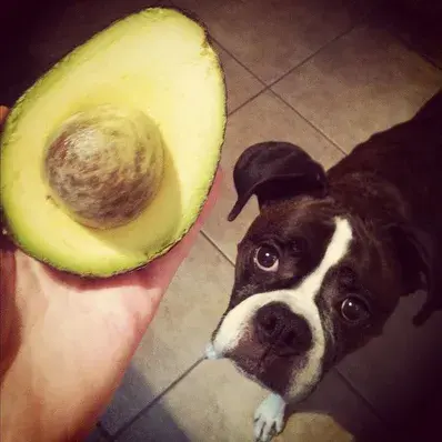 Can dogs eat Avocado- ThePetWorld