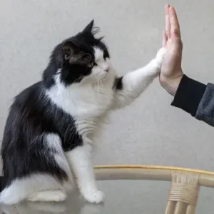 How To Train a Cat - ThePetWorld