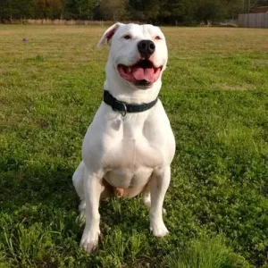 American Bulldog- ThePetWorld