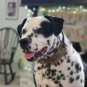 Bullmatian - ThePetWorld