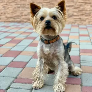Yorkshire Terrier - ThePetWorld