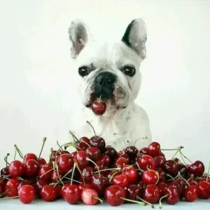 Can dogs eat Cherries - ThePetWorld