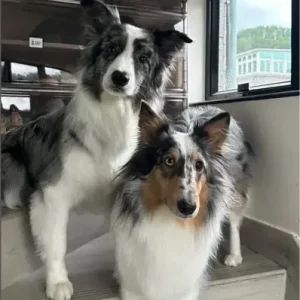 Border Sheepdog - ThePetWorld