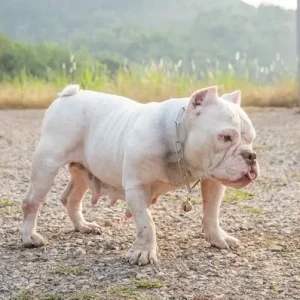 American Bully- ThePetWorld