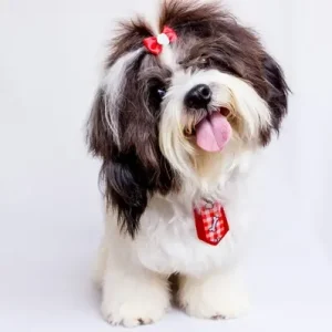 Shih Tzu - ThePetWorld