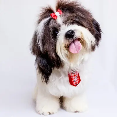 Shih Tzu - ThePetWorld