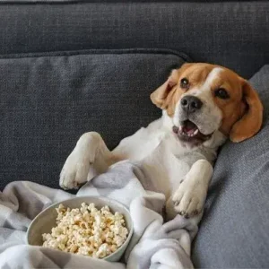 Can Dogs Eat Popcorn - ThePetWorld
