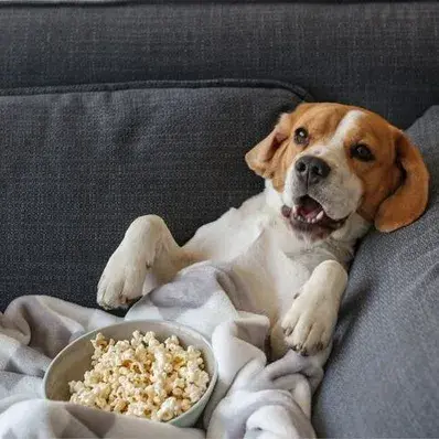 Can Dogs Eat Popcorn - ThePetWorld