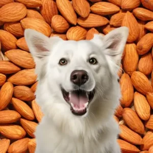 Can Dogs Eat Almonds - ThePetWorld