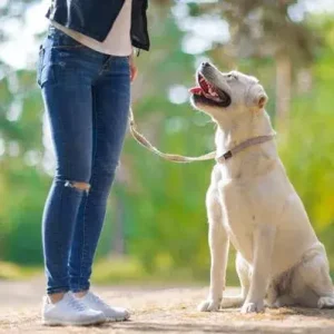 How to Train a Dog to Sit - ThePetWorld