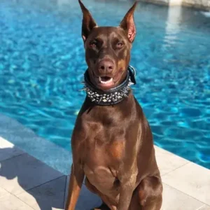 Doberman - ThePetWorld
