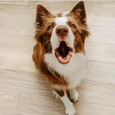 How to Train a Dog to Stop Barking - ThePetWorld