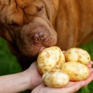Can Dogs Eat Potatoes - ThePetWorld