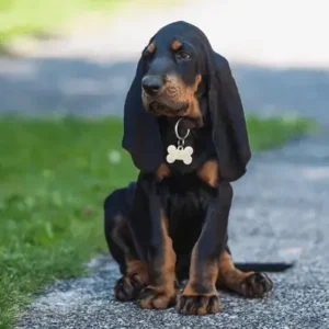 American English Coonhound- ThePetWorld