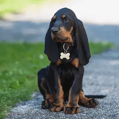 American English Coonhound- ThePetWorld