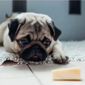 Can Dogs Eat Cheese - ThePetWorld